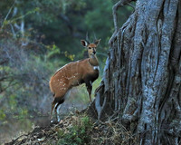 South Luangwa National Park