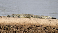 South Luangwa National Park