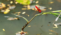 Mahale National Park