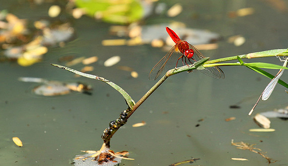 Mahale National Park