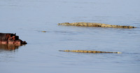 South Luangwa National Park