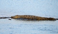 South Luangwa National Park