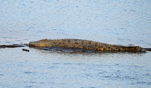South Luangwa National Park