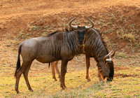 At Kruger NP