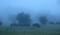 Londolozi Game Reserve