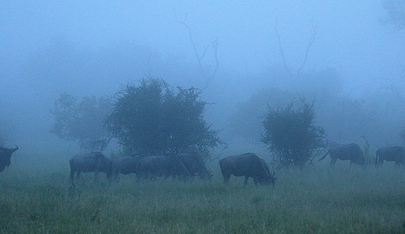 Londolozi Game Reserve