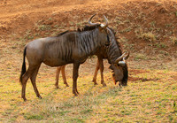 At Kruger NP