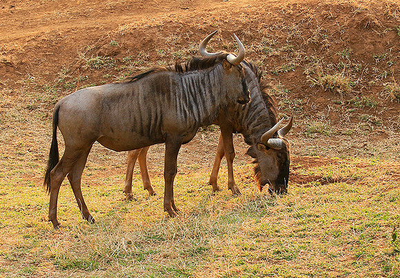 At Kruger NP