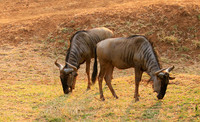 At Kruger NP
