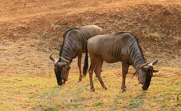 At Kruger NP