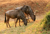 At Kruger NP