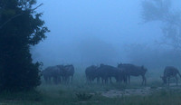 Londolozi Game Reserve