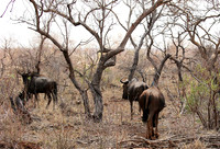 At Madikwe game reserve