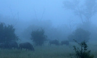 Londolozi Game Reserve