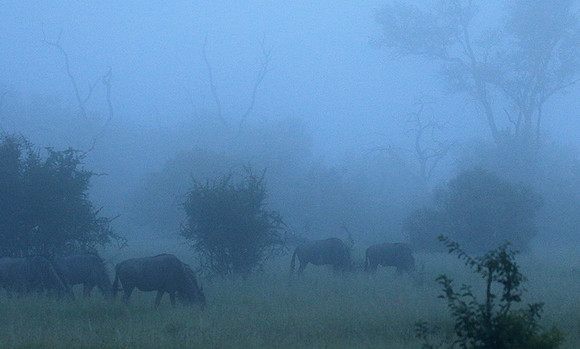 Londolozi Game Reserve