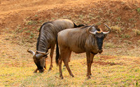 At Kruger NP