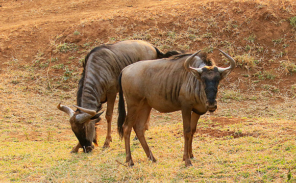 At Kruger NP