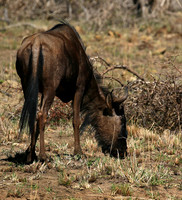 At Madikwe game reserve