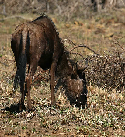 At Madikwe game reserve