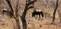 At Madikwe game reserve