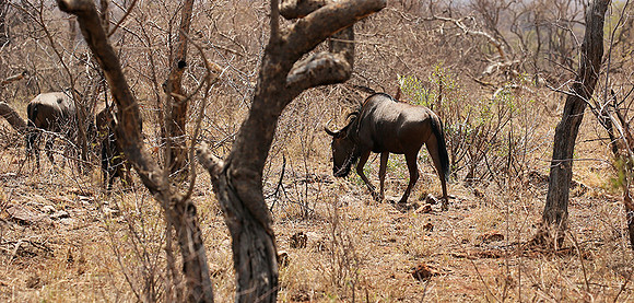 At Madikwe game reserve
