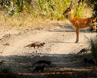 Banded mongooses - South Luangwa NP