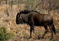 At Madikwe game reserve
