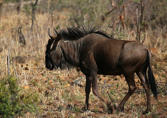 At Madikwe game reserve