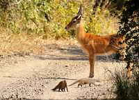 Banded mongooses - South Luangwa NP