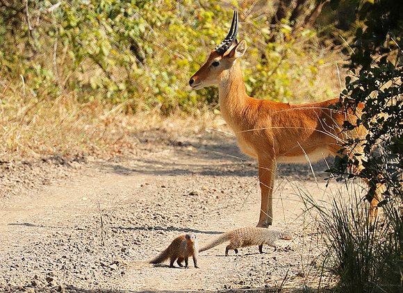 Banded mongooses - South Luangwa NP
