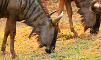 At Kruger NP