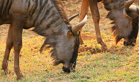 At Kruger NP