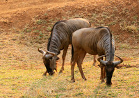 At Kruger NP