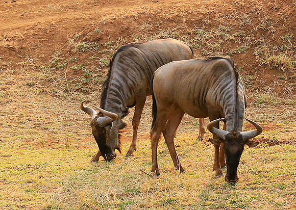 At Kruger NP