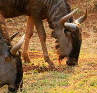 At Kruger NP