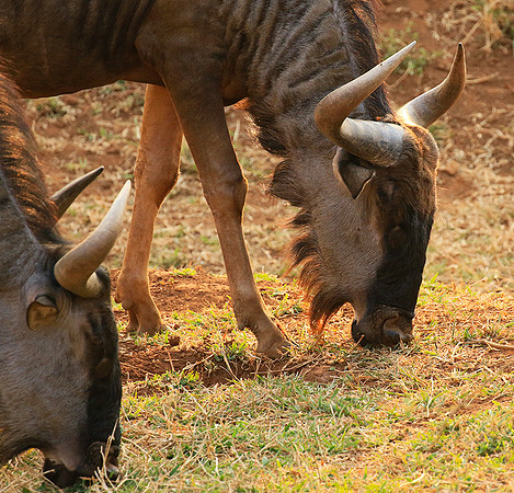 At Kruger NP