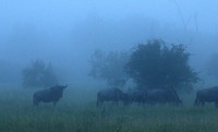 Londolozi Game Reserve