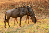 At Kruger NP