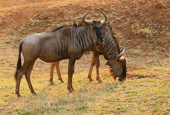 At Kruger NP