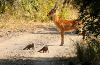 Banded mongooses - South Luangwa NP