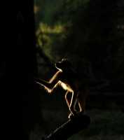 South Luangwa