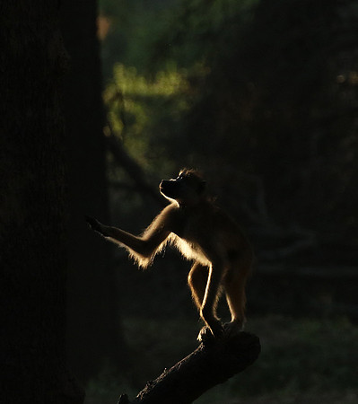 South Luangwa