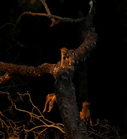 South Luangwa