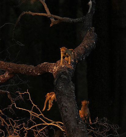 South Luangwa