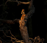 South Luangwa