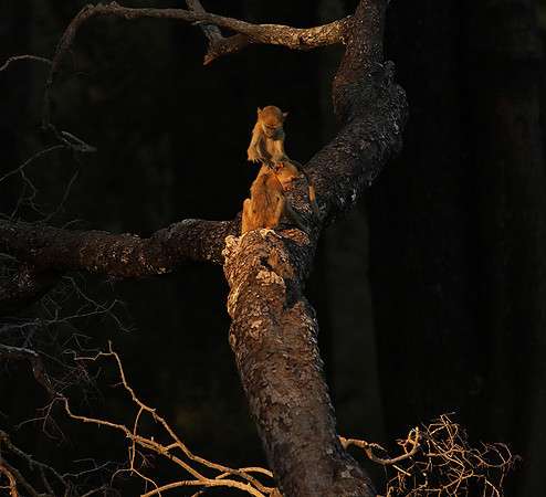 South Luangwa