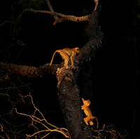 South Luangwa