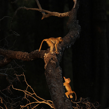 South Luangwa