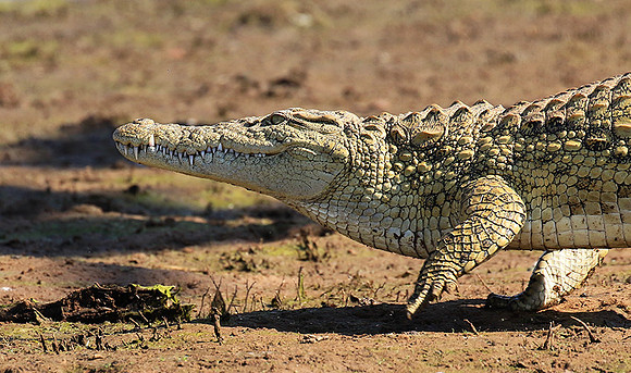 Malilangwe wildlife reserve