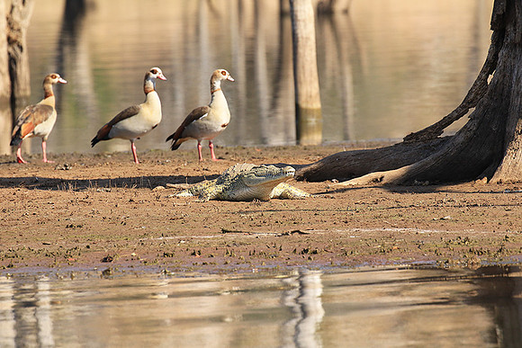 At Malilangwe